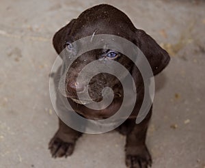 German shorthaired pointer brown puppy dog