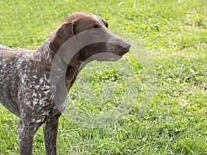 German Shorthaired Pointer, copy space. Pointing dog, hunting breed