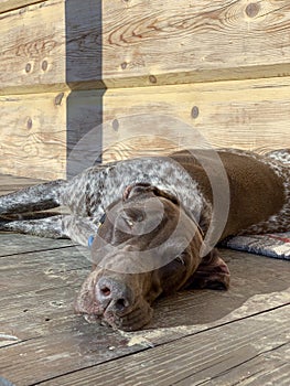 German shorthaired pointer - dog