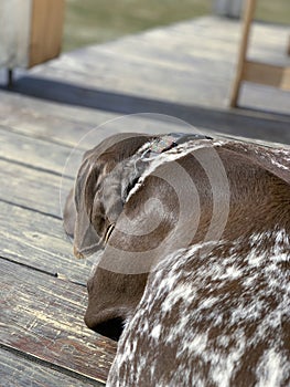 German shorthaired pointer - dog