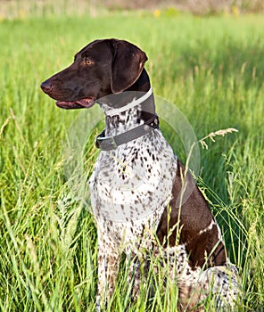 German shorthaired pointer dog