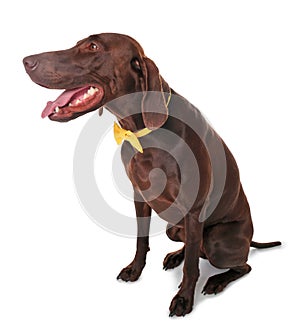 German Shorthaired Pointer dog with bow tie