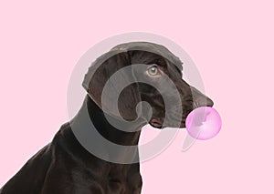 German Shorthaired Pointer dog with bubble of chewing gum on pink background