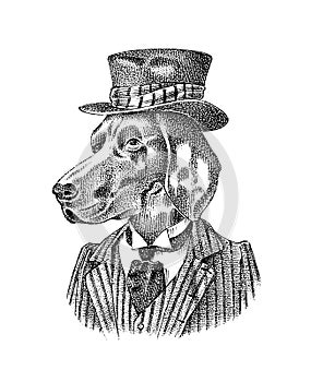 German Shorthaired Pointer. Dog dressed up in suit and bowler hat. Hunting breed. Fashion Animal character in clothes