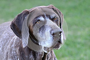 German Shorthaired Pointer dog portrait