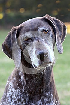 German Shorthaired Pointer dog portrait