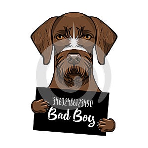 German Shorthaired pointer dog. Prisoner, convict. Dog criminal. Arrest photo. Mugshot photo. Dog bad boy. Vector.