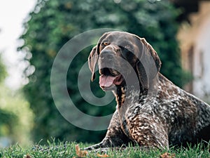 German shorthaired pointer dog resting at garden.
