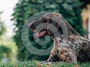German shorthaired pointer dog resting at garden.