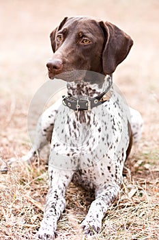 German shorthaired pointer dog sitting in field