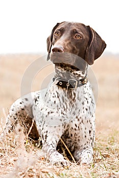 German shorthaired pointer dog sitting in field