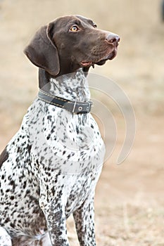 German shorthaired pointer dog sitting in field