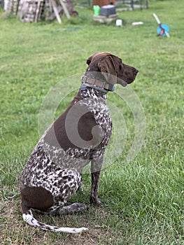 German shorthaired pointer dog - spring time