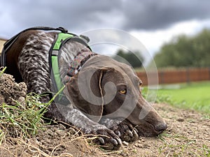 German shorthaired pointer dog - spring time