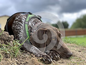 German shorthaired pointer dog - spring time