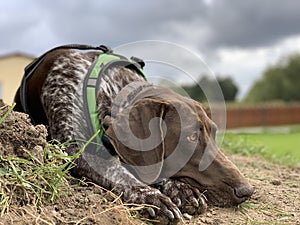 German shorthaired pointer dog - spring time