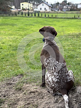 German shorthaired pointer dog - spring time