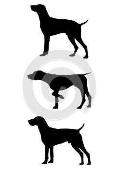 German Shorthaired Pointer dog vector