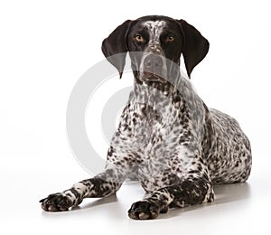 German shorthaired pointer female