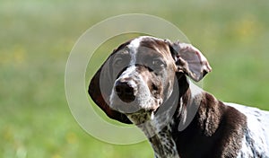 German shorthaired pointer, german kurtshaar one brown spotted puppy,close-up