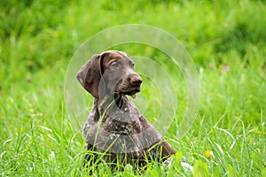 German shorthaired pointer, german kurtshaar one brown spotted puppy photo in profile