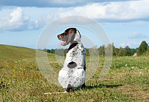 German shorthaired pointer, german kurtshaar one spotted puppy