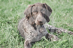 German Shorthaired Pointer, German kurtshaar one spotted puppy lying on green grass