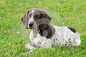 German Shorthaired Pointer, German kurtshaar one spotted puppy lying on green grass