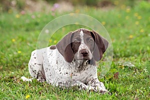 German shorthaired pointer, german kurtshaar one spotted puppy lying on green grass,