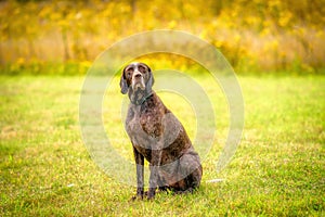 German Shorthaired Pointer, GSP dog looks at the camera in amazement while sitting in a park during a summer day. The