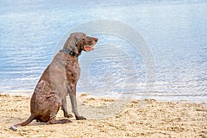 German Shorthaired Pointer, GSP dog sits on the beach of a lake during a summer day. He stares into the distance over