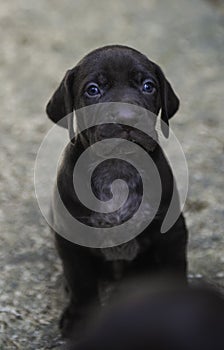 German Shorthaired Pointer GSP puppies. GSPs are popular both as family pets and as capable hunting and retrieving dogs