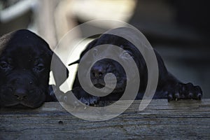 German Shorthaired Pointer GSP puppies. GSPs are popular both as family pets and as capable hunting and retrieving dogs