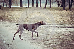 Alemán de pelo corto indicador Cazador el perro 