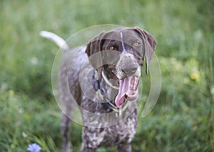 German shorthaired pointer - Hunter dog