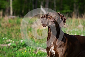German shorthaired pointer hunter dog