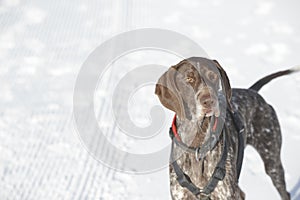 German shorthaired pointer - Hunter dog
