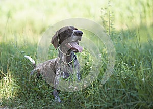 German shorthaired pointer - Hunter dog