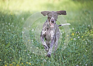 German shorthaired pointer - Hunter dog