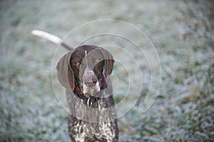 German shorthaired pointer - Hunter dog