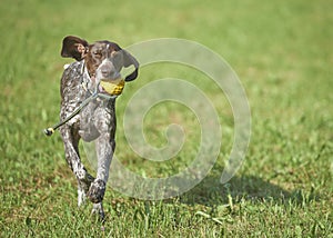 German shorthaired pointer - Hunter dog