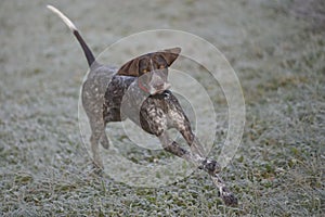 German shorthaired pointer - Hunter dog