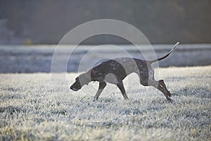 German shorthaired pointer - Hunter dog