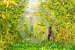 German Shorthaired Pointer hunting in an apple orchard