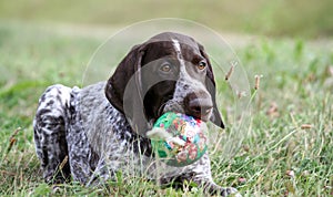 German shorthaired pointer, kurtshaar one brown spotted puppy lies on the green grass