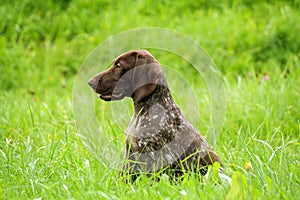 German shorthaired pointer, german kurtshaar one brown spotted puppy photo in profile