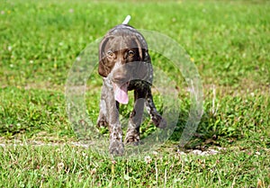 German shorthaired pointer, kurtshaar one brown spotted puppy running