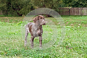 German shorthaired pointer, kurtshaar one brown spotted puppy standing on the field