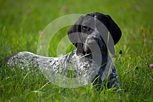 German shorthaired pointer, kurtshaar one spotted black puppy lying on green grass