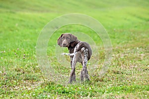 German shorthaired pointer, kurtshaar one spotted puppy photo